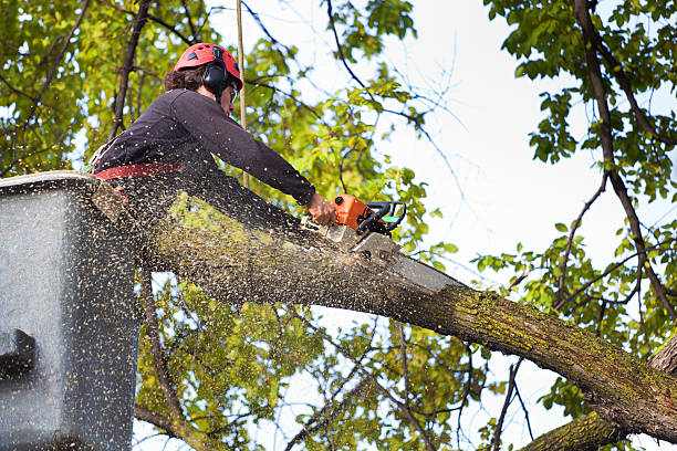 The Steps Involved in Our Tree Care Process in Milaca, MN